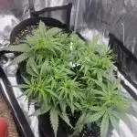 1st grow