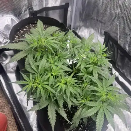 1st grow
