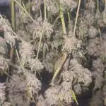 1st grow