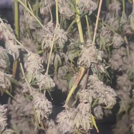 1st grow