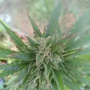 Sunset Sherpet Auto (Zamnesia Seeds)