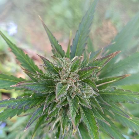 Sunset Sherpet Auto (Zamnesia Seeds)