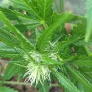 Sunset Sherpet Auto (Zamnesia Seeds)