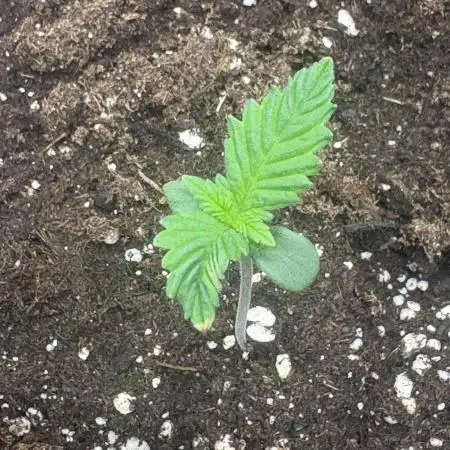 First Grow Gorilla & Papaya Cookies Auto