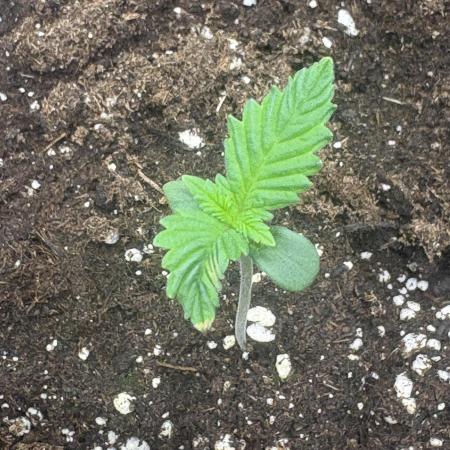 First Grow Gorilla & Papaya Cookies Auto