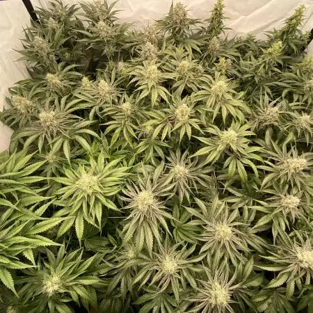 #1 - Northern lights fem