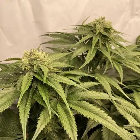 #1 - Northern lights fem