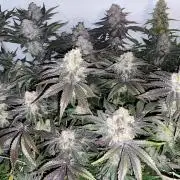 #1 - Northern lights fem