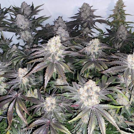 #1 - Northern lights fem