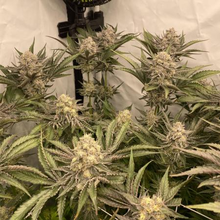 #1 - Northern lights fem