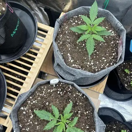 🌸Pink rozay auto🌸 ZAMNESIA