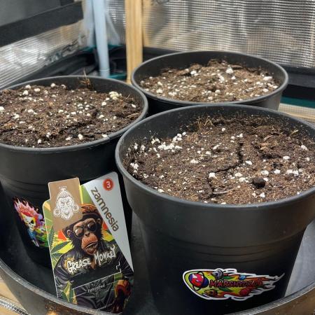 Grease Monkey photopériodique ZAMNESIA