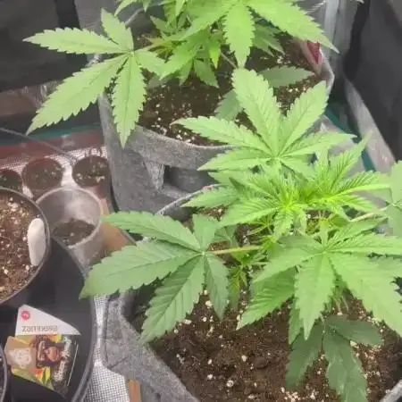 🌸Pink rozay auto🌸 ZAMNESIA