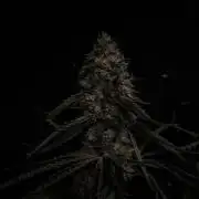 Dark Nectar, Leepa & Schummi Light