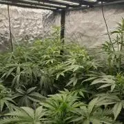 Dark Nectar, Leepa & Schummi Light