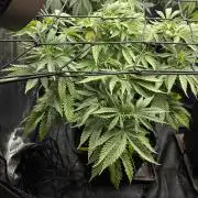 Candy Games #38 Happy Valley