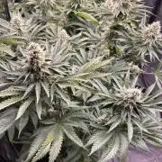 Candy Games #38 Happy Valley