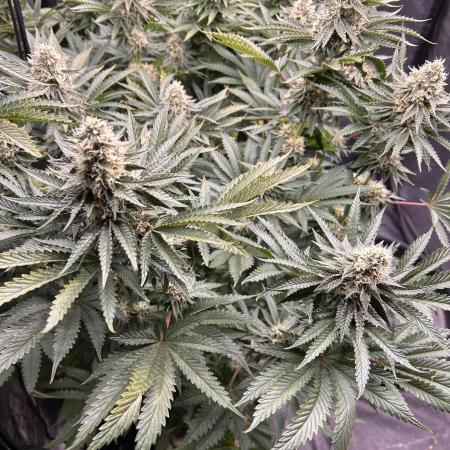 Candy Games #38 Happy Valley