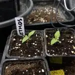 Candy Games #38 Happy Valley