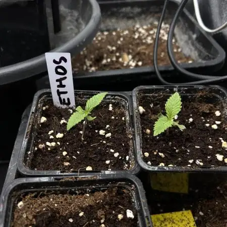 Candy Games #38 Happy Valley