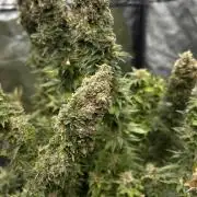 Fast Violet by Hombre seeds