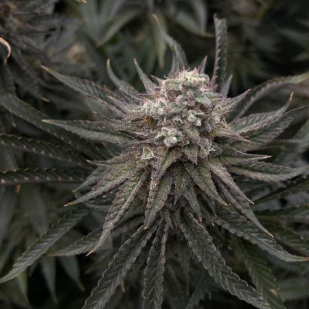 Candy Games #38 Happy Valley