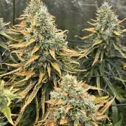 Papaya Zoap F1 Fast by Sweet Seeds