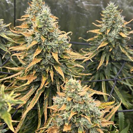 Papaya Zoap F1 Fast by Sweet Seeds