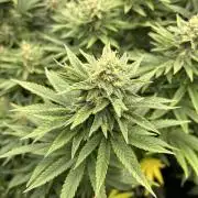 Fast Violet by Hombre seeds