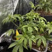 Candy Games #38 Happy Valley