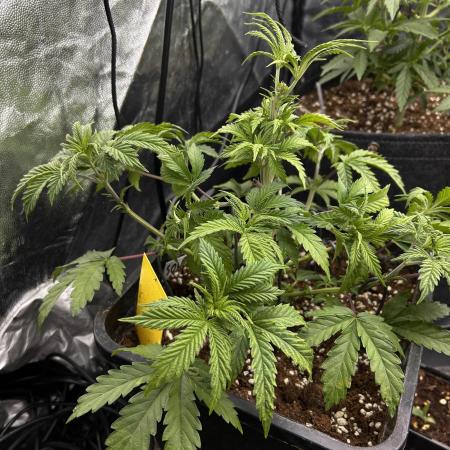 Candy Games #38 Happy Valley