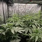 Dark Nectar, Leepa & Schummi Light