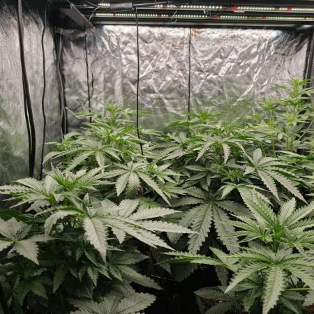 Dark Nectar, Leepa & Schummi Light