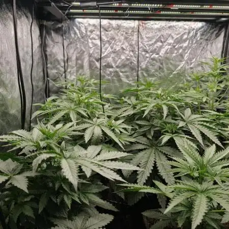 Dark Nectar, Leepa & Schummi Light