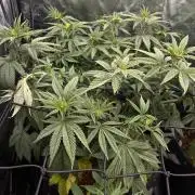 Fast Violet by Hombre seeds