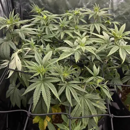 Fast Violet by Hombre seeds