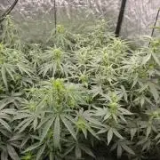 Dark Nectar, Leepa & Schummi Light