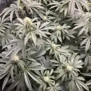 Candy Games #38 Happy Valley