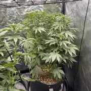 Fast Violet by Hombre seeds