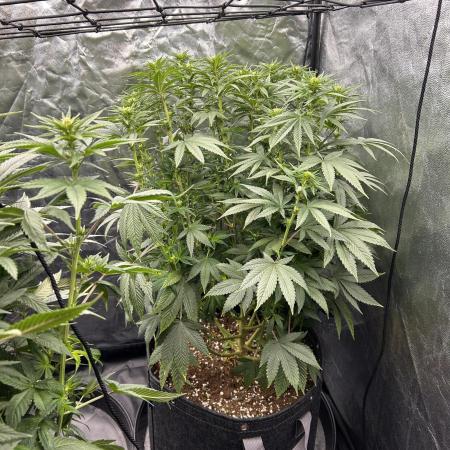 Fast Violet by Hombre seeds