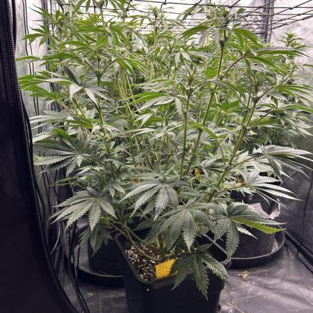 Candy Games #38 Happy Valley