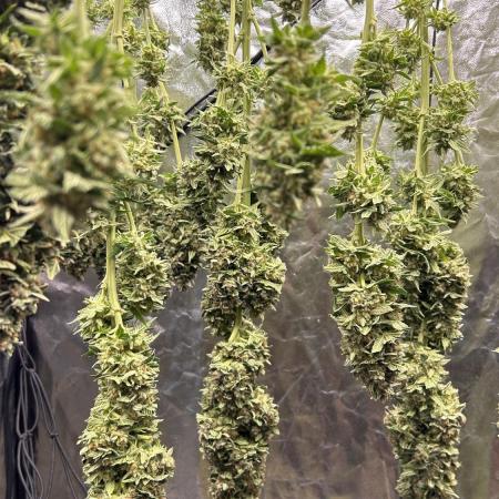 Papaya Zoap F1 Fast by Sweet Seeds
