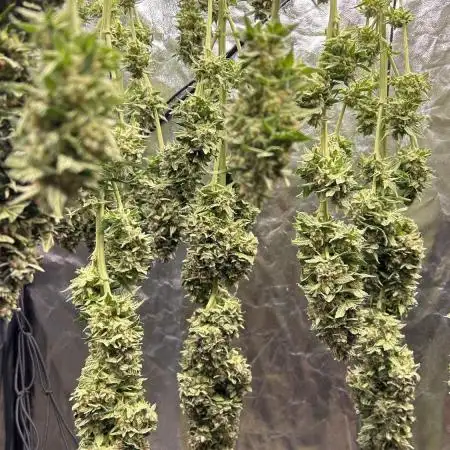 Papaya Zoap F1 Fast by Sweet Seeds