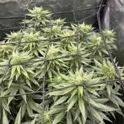Fast Violet by Hombre seeds