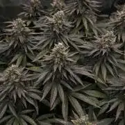Fast Violet by Hombre seeds