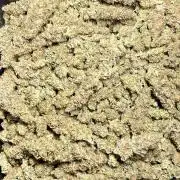Fast Violet by Hombre seeds