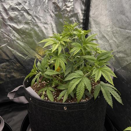 Fast Violet by Hombre seeds