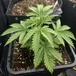 Fast Violet by Hombre seeds