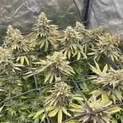 Fast Violet by Hombre seeds