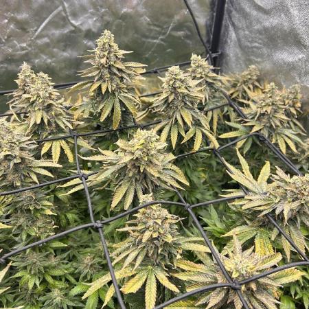 Fast Violet by Hombre seeds